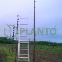 $npic.picture